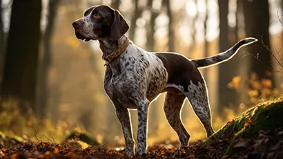 Chien de