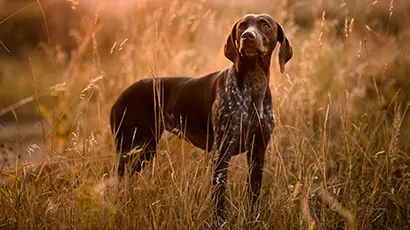 Pointer